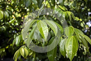Daun Kayu Manis, Cinnamon tree Cinnamomum zeylanicum green leaves with water splash