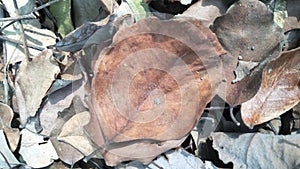 Daun kering - dried leaves