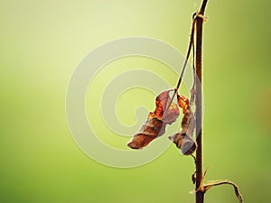 Daun kering yang masih menggantung di pohon photo