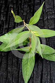 Daun Kesum - Asian Herb photo