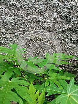 Daun pepaya leaf photo