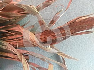 The dried leaves of the palm tree. photo
