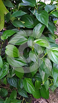 Daun Sirih, leaves that grow in the tropics, namely Java, Indonesia. which is used for medicine by the villagers.