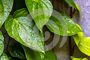 Daun sirih piper betle, fresh betel leaves in the garden