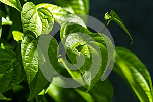 Daun sirih piper betle, fresh betel leaves in the garden