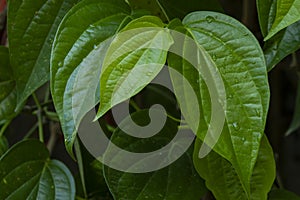 Daun sirih piper betle, fresh betel leaves in the garden