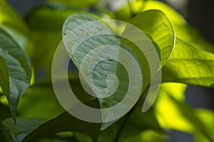 Daun sirih piper betle, fresh betel leaves in the garden