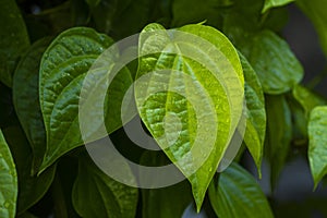 Daun sirih piper betle, fresh betel leaves in the garden