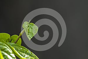 Daun sirih piper betle, fresh betel leaves in the garden