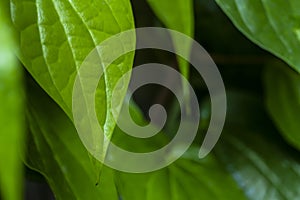 Daun sirih piper betle, fresh betel leaves in the garden