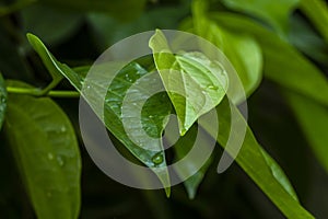 Daun sirih piper betle, fresh betel leaves in the garden