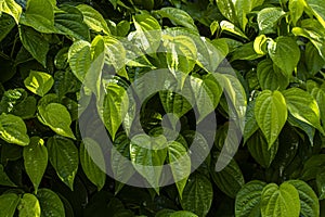 Daun sirih piper betle, fresh betel leaves in the garden