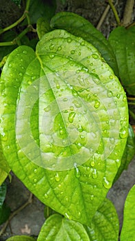 Daun sirih with water splash