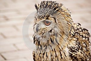 Dauntless owl