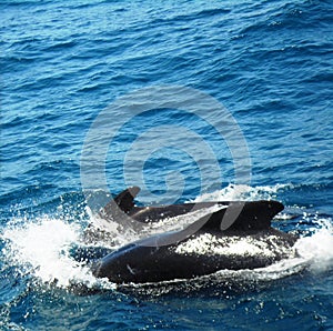 Dauphins swimming in the Mediteranean