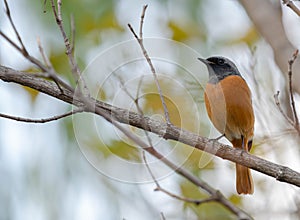 A Daurian redstart perched on a tree