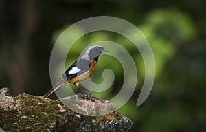 Daurian redstart migrating through Ha Noi Viet Nam