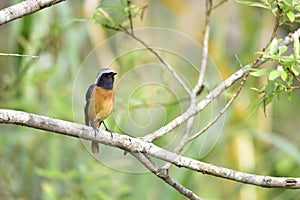 Daurian Redstart ( Taiwan migratory Birds ).