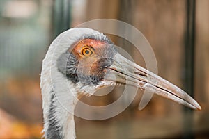 Daursky crane with a long beak in profile.