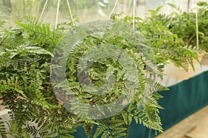 Davallia Bullata hanging plants in the garden photo