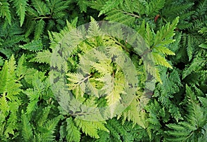 Davallia canariensis green fern plant in summer garden photo