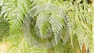 Davallia fejeensis. Portuguese Lace Flower grown in a home garden in Brazil, South America photo