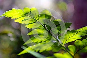 Davallia fejeensis, Rabbit Foot Fern photo