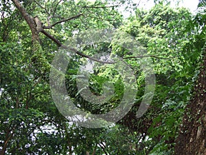 Davallia fern attach on tree photo