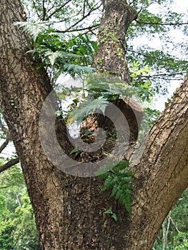Davallia fern attach on tree photo