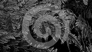 Davallia fern on gray scale background photo