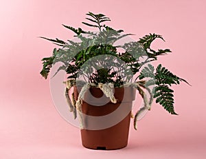 Davallia mariesii in brown pot with pink background photo