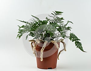Davallia mariesii in brown pot with white background photo