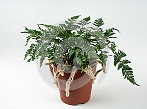 Davallia mariesii in brown pot with white background photo