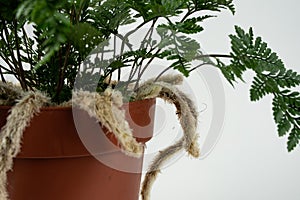 Davallia mariesii in brown pot with white background  seen closely photo