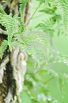 Davallia mariesii, squirrel\'s foot fern in nature, green, forest