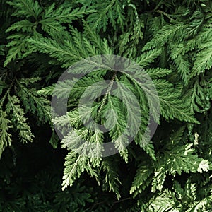 Davallia solida fern or deersfoot fern, green fern plant in tropical garden. photo