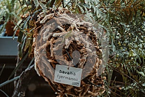 Davallia tyermannii  in the greenhouse complex.