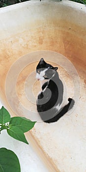 The cat is a predator caught in the garden photo