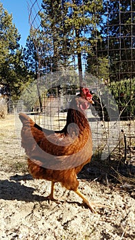 Dave the chicken strutting it out