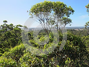 Dave Evans Bicentennial Tree, in Warren National Park, Western Australia