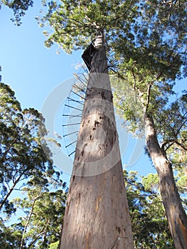 Dave Evans Bicentennial Tree, in Warren National Park, Western Australia