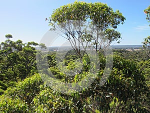Dave Evans Bicentennial Tree, in Warren National Park, Western Australia photo