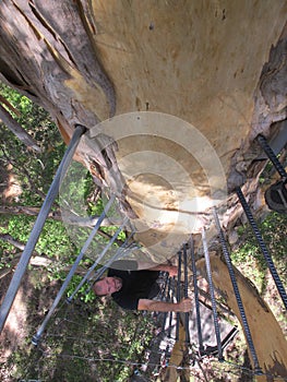 Dave Evans Bicentennial Tree, in Warren National Park, Western Australia photo