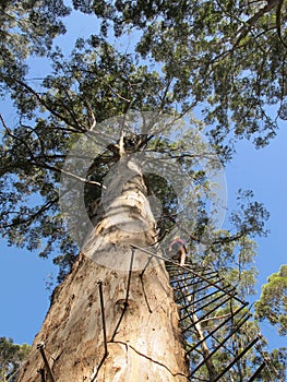 Dave Evans Bicentennial Tree, in Warren National Park, Western Australia photo