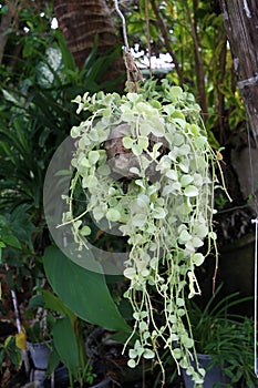 Dave plant grow in the Coconut shell and hanging on the tree. photo