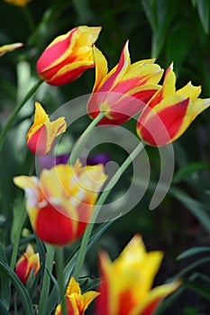 Davenport Tulips at Windmill Island Tulip Garden