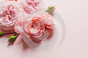 David Austin roses on the pink background for design