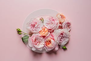 David Austin roses on the pink background for design