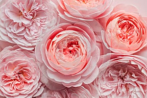 David Austin roses on the pink background for design