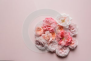 David Austin roses on the pink background for design